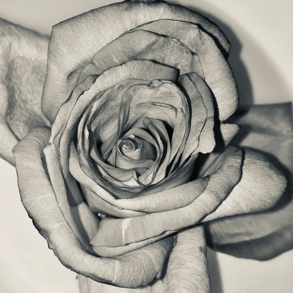 Meet your Posher, Jessi